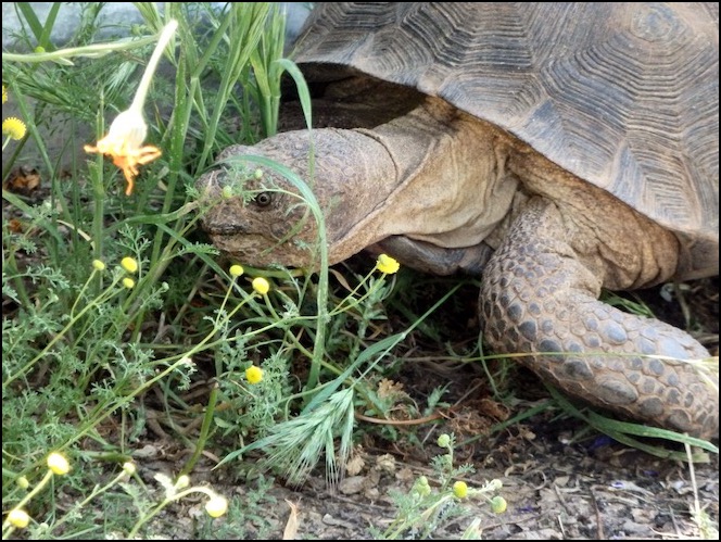 Desert tortoise in grass